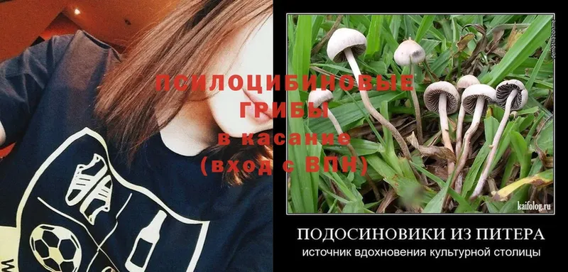 Псилоцибиновые грибы Psilocybine cubensis  Зарайск 